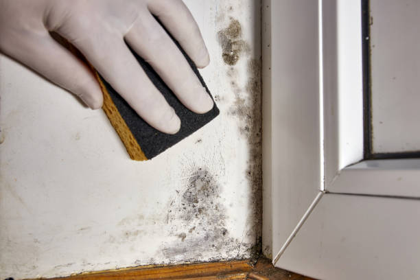 Biohazard Mold Removal in Medicine Lodge, KS