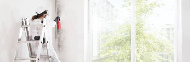 Best Attic Mold Removal  in Medicine Lodge, KS